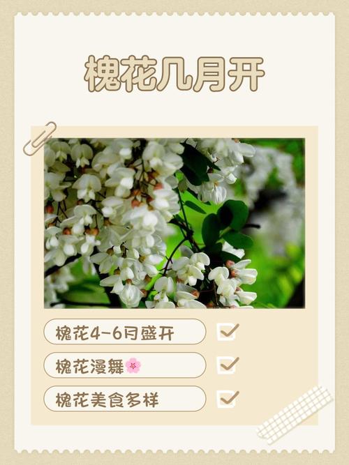槐树什么季节开花?花期、果期与养护全解析 常见问题解答(FAQ)