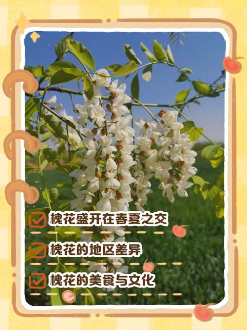 槐树什么季节开花?花期、果期与养护全解析 总结