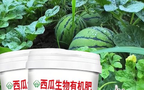 月季幼苗期养护全攻略：施肥与浇水指南