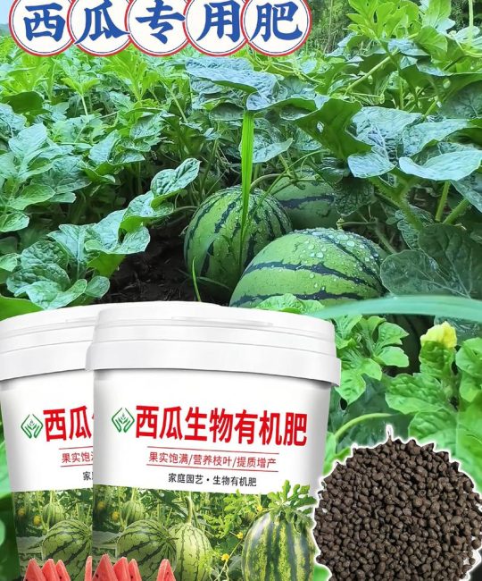 月季幼苗期养护全攻略：施肥与浇水指南