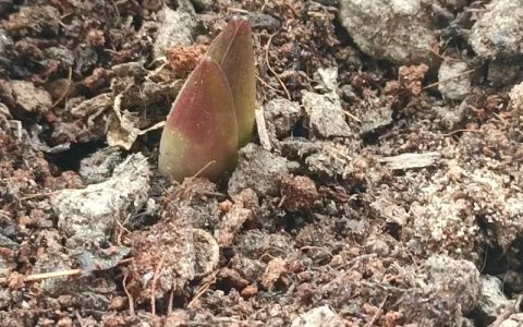 百合种球刚种下需要浇水吗？一篇讲透刚上盆的养护要点