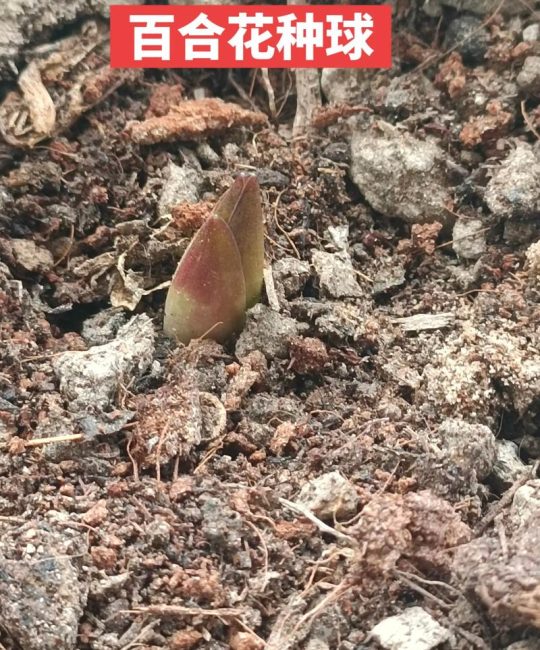 百合种球刚种下需要浇水吗？一篇讲透刚上盆的养护要点