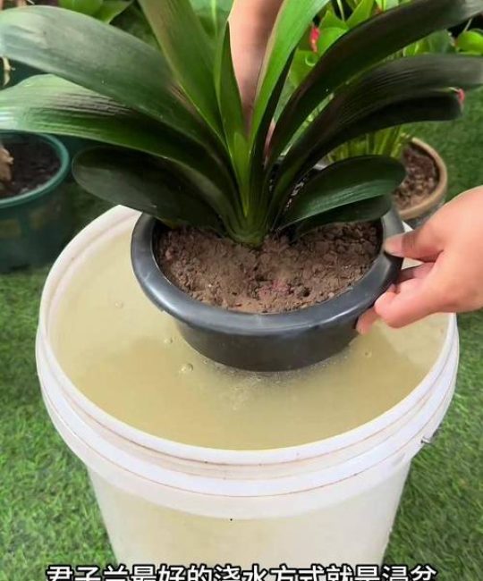 君子兰花期怎么浇水施肥？掌握4个关键点让花开不断