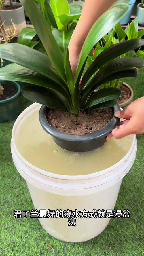君子兰花期怎么浇水施肥?掌握4个关键点让花开不断 君子兰花期怎么浇水施肥?掌握4个关键点让花开不断