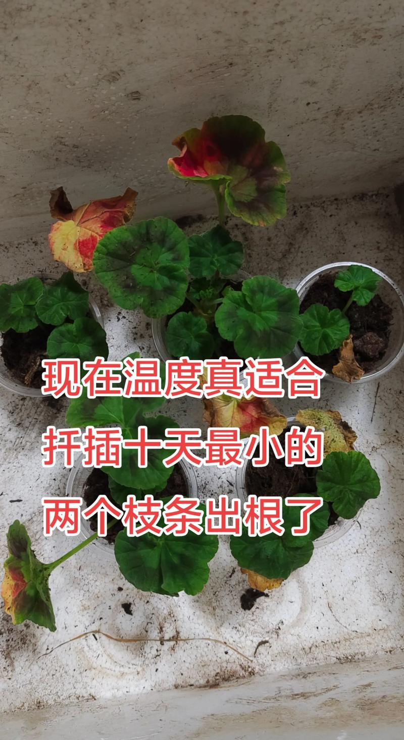天竺葵怎么扦插容易成活?嫩枝扦插保姆级教程 天竺葵怎么扦插容易成活?嫩枝扦插保姆级教程