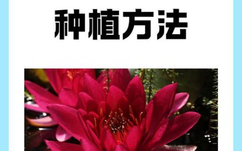 种植睡莲需要泥土吗？与完整操作指南