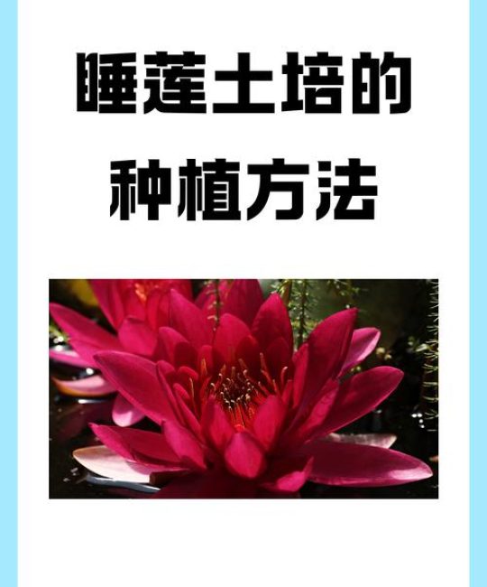 种植睡莲需要泥土吗？与完整操作指南