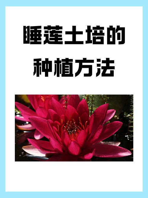 种植睡莲需要泥土吗?与完整操作指南 种植睡莲需要泥土吗?与完整操作指南