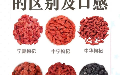 盆栽枸杞哪个品种最好：宁杞1号、宁杞7号与黑果枸杞6维度对比与选型建议