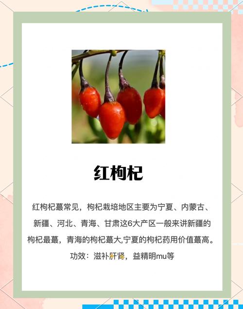 盆栽枸杞哪个品种最好:宁杞1号、宁杞7号与黑果枸杞6维度对比与选型建议 五、风险预警