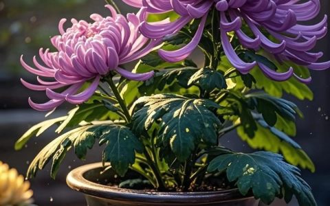 庭院适合种菊花吗？