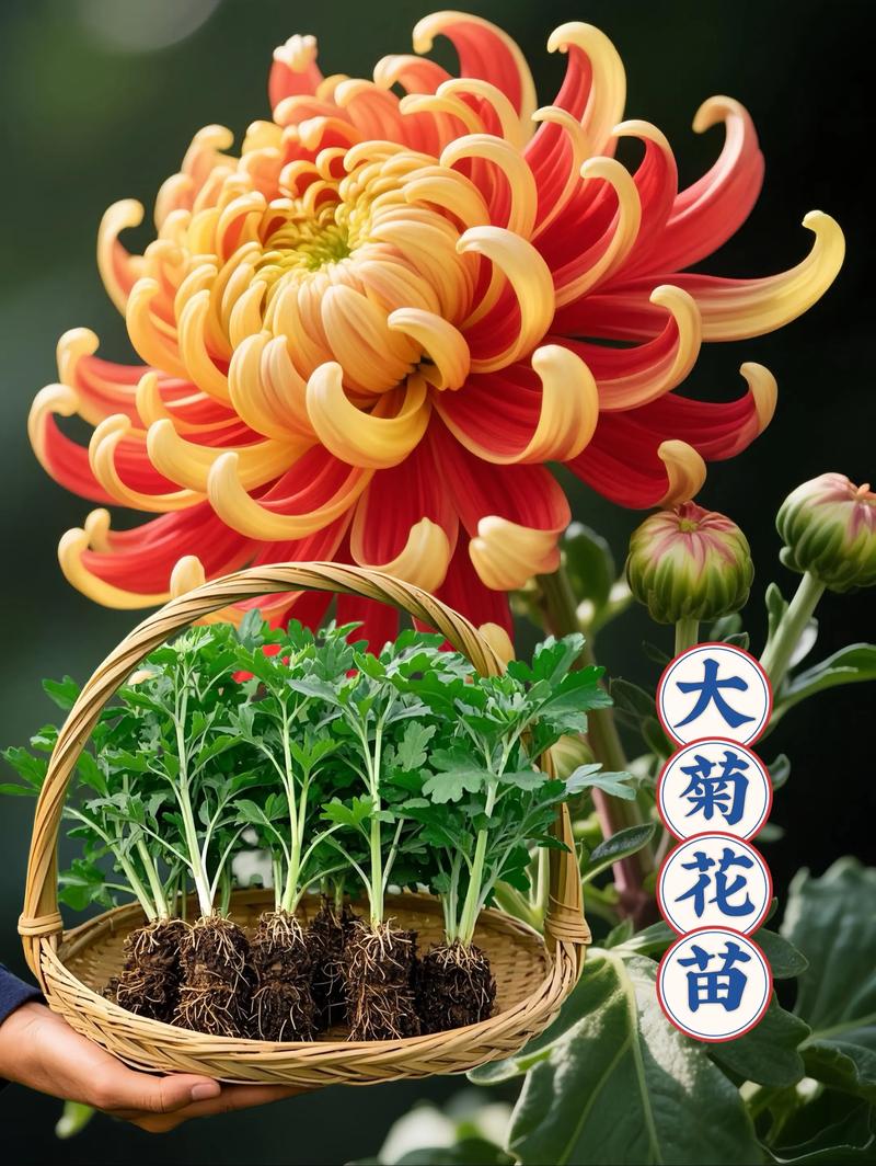 庭院适合种菊花吗? 四、栽植深度怎么掌握