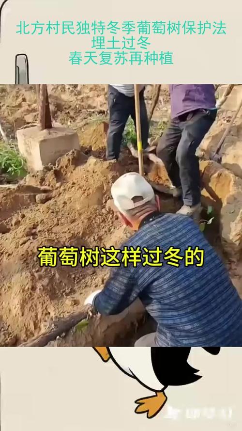 葡萄树冬季怎么过冬?快收藏这份埋土防寒全攻略 南方与庭院葡萄树采用覆盖防寒,方法与北方不同