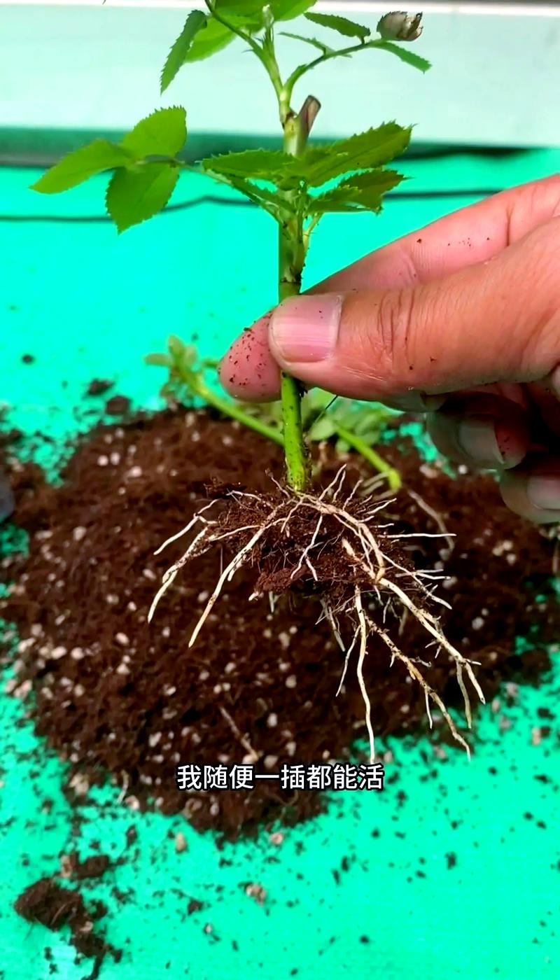 月季花老根怎么种植方法 四、栽植深度:浅栽不埋根颈