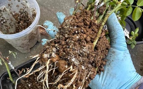 月季花老根怎么种植方法