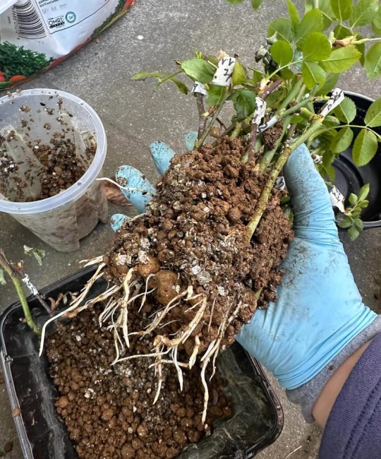 月季花老根怎么种植方法