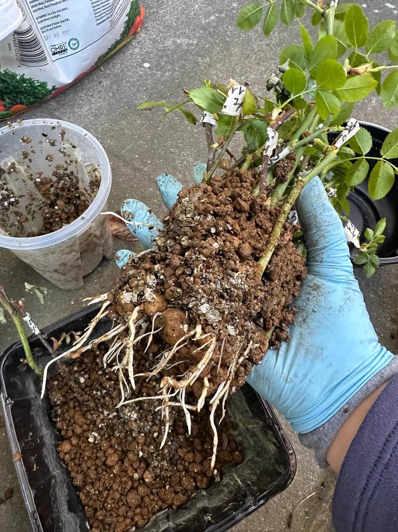 月季花老根怎么种植方法 一、选对种植时间:抓住两个最佳窗口