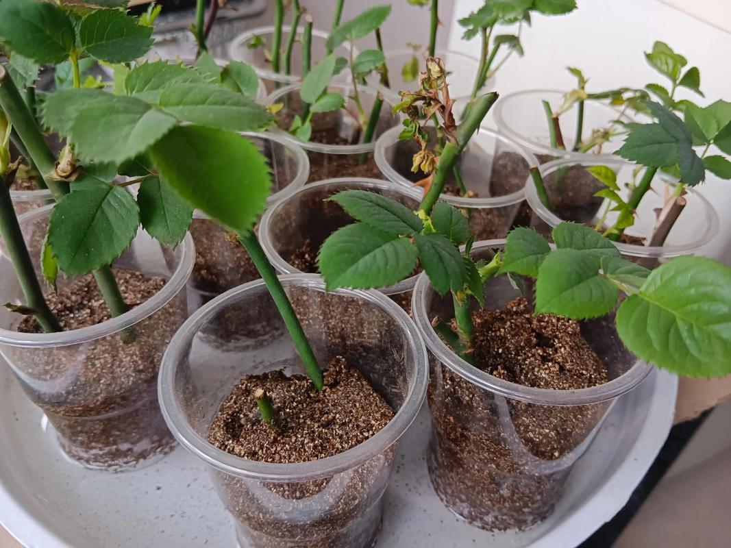月季花老根怎么种植方法 三、栽前处理(关键步骤):修根、消毒、促根