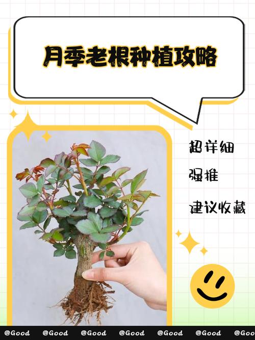 月季花老根怎么种植方法 六、缓苗期管理:遮阴保湿为主