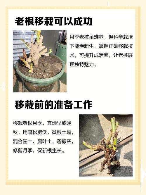 月季花老根怎么种植方法 七、成活后注意事项(检查要点与补救)