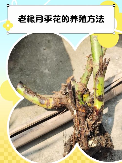 月季花老根怎么种植方法 常见问题与对策(自检清单)