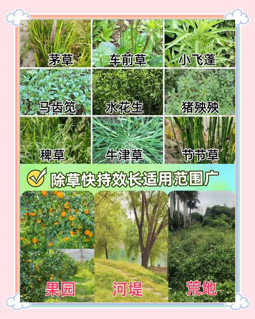 园艺必知:如何正确使用除草剂,安全高效除草全攻略 三、正确操作步骤