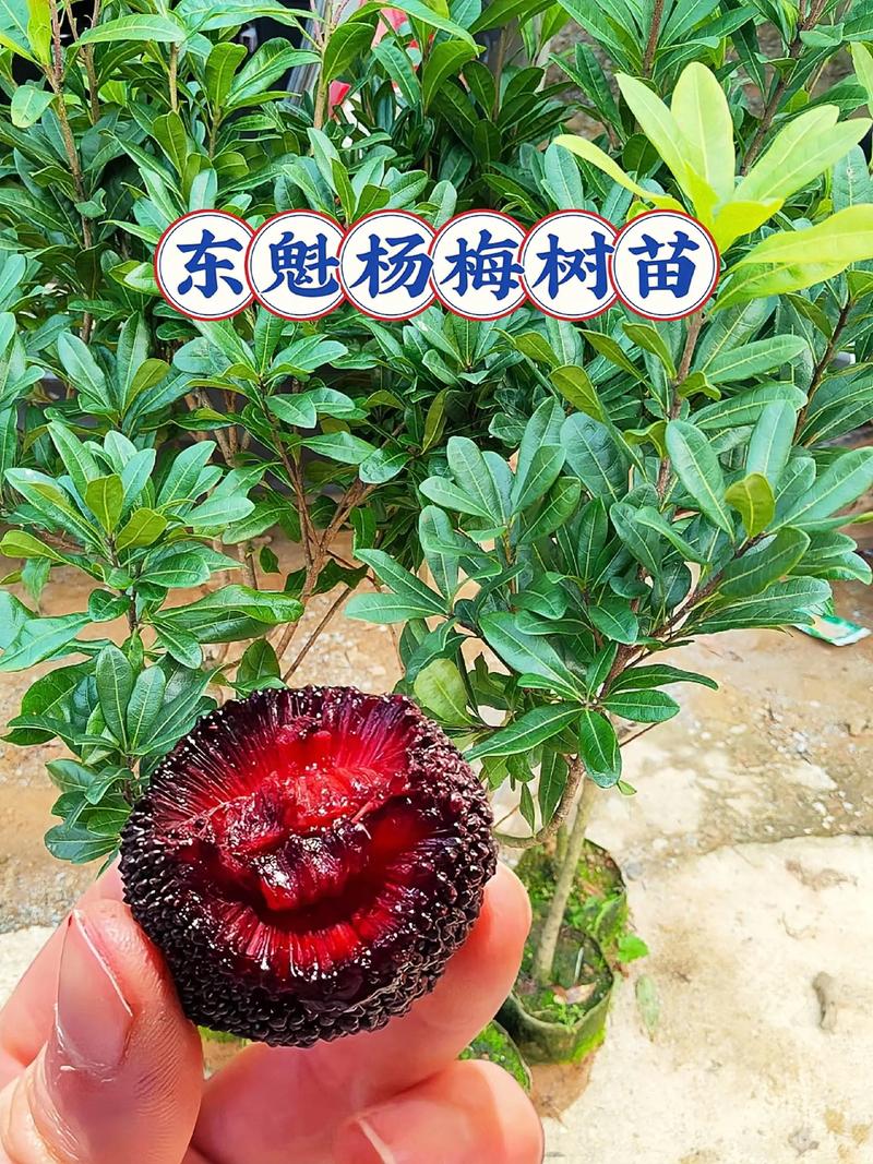 网上买的杨梅树能要吗?网购杨梅树苗的选购与种植全攻略 网购杨梅树苗:优势与风险并存