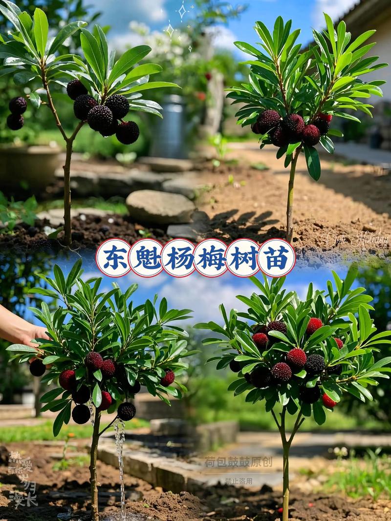 网上买的杨梅树能要吗?网购杨梅树苗的选购与种植全攻略 缓苗期及后续养护