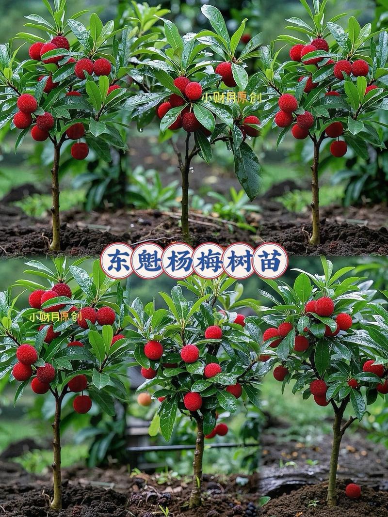 网上买的杨梅树能要吗?网购杨梅树苗的选购与种植全攻略 收货后:救苗黄金期