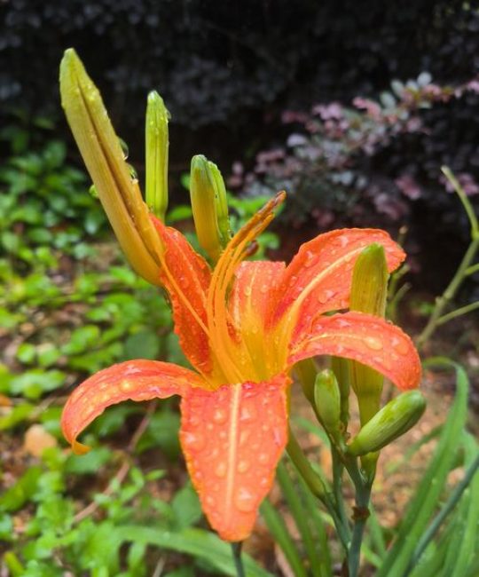 萱草花就是黄花菜吗？一文搞懂两者的区别与种植技巧