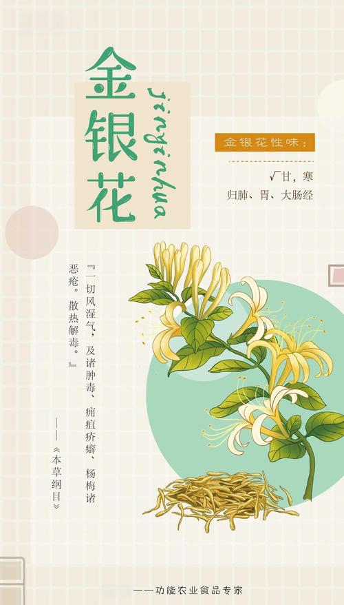金银花有什么功效?清热解毒的“双花”,但脾胃虚寒者慎用 金银花有什么功效?清热解毒的“双花”,但脾胃虚寒者慎用