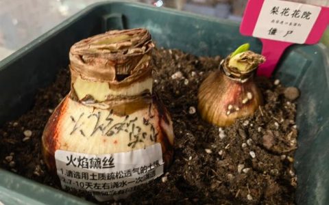 朱顶红种球越大越好吗？工程种植规格与成花性能参数解析