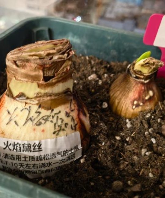 朱顶红种球越大越好吗？工程种植规格与成花性能参数解析