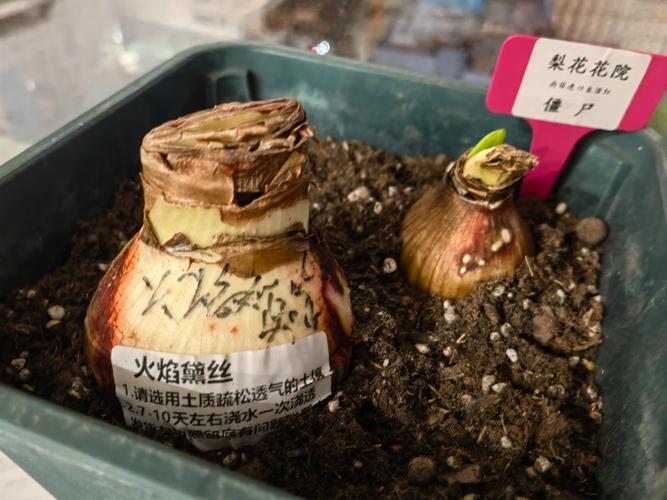 朱顶红种球越大越好吗?工程种植规格与成花性能参数解析 朱顶红种球越大越好吗?工程种植规格与成花性能参数解析