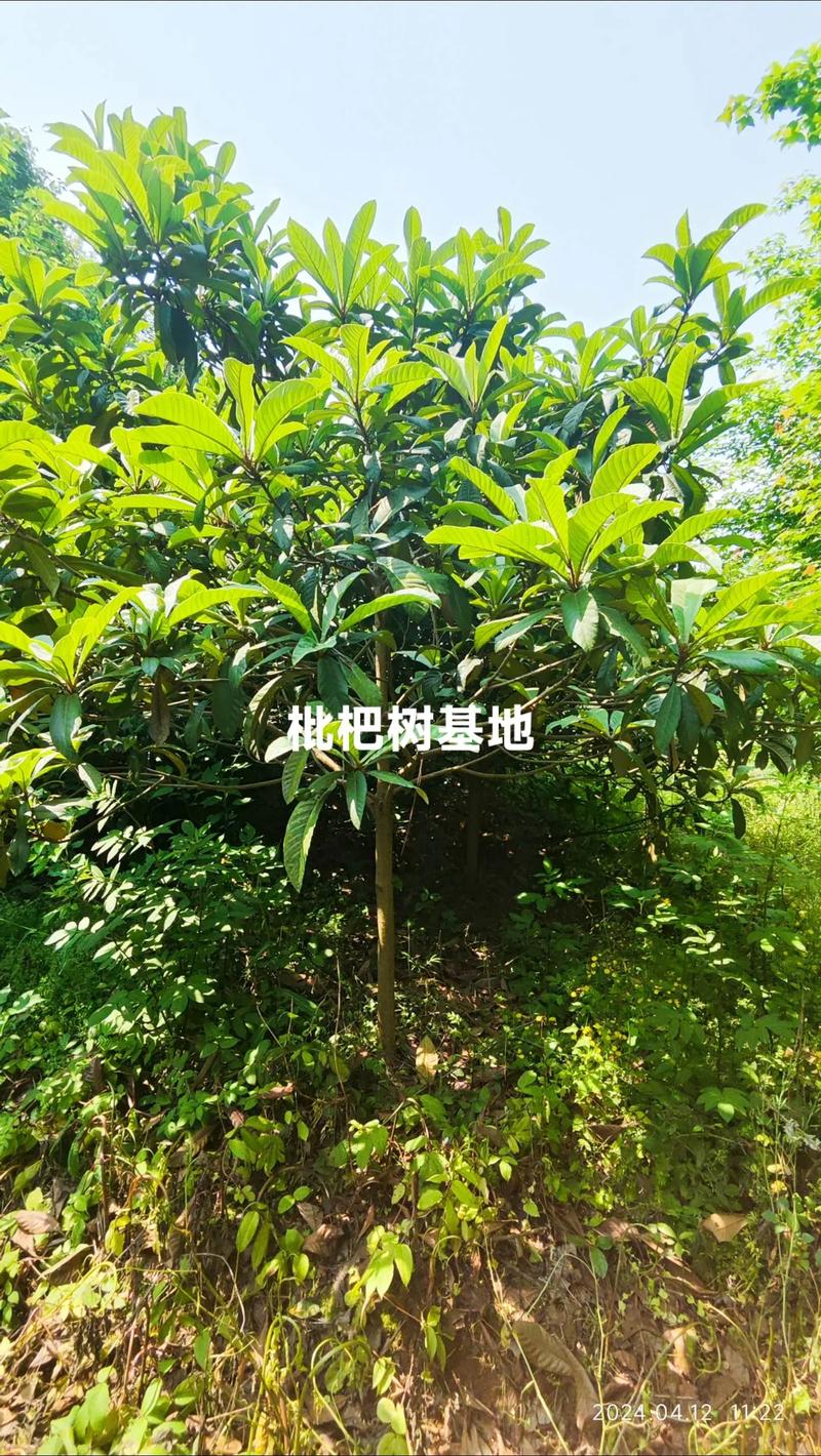 枇杷树15公分价格多少钱?2026年市场报价分析 常见问题 FAQ