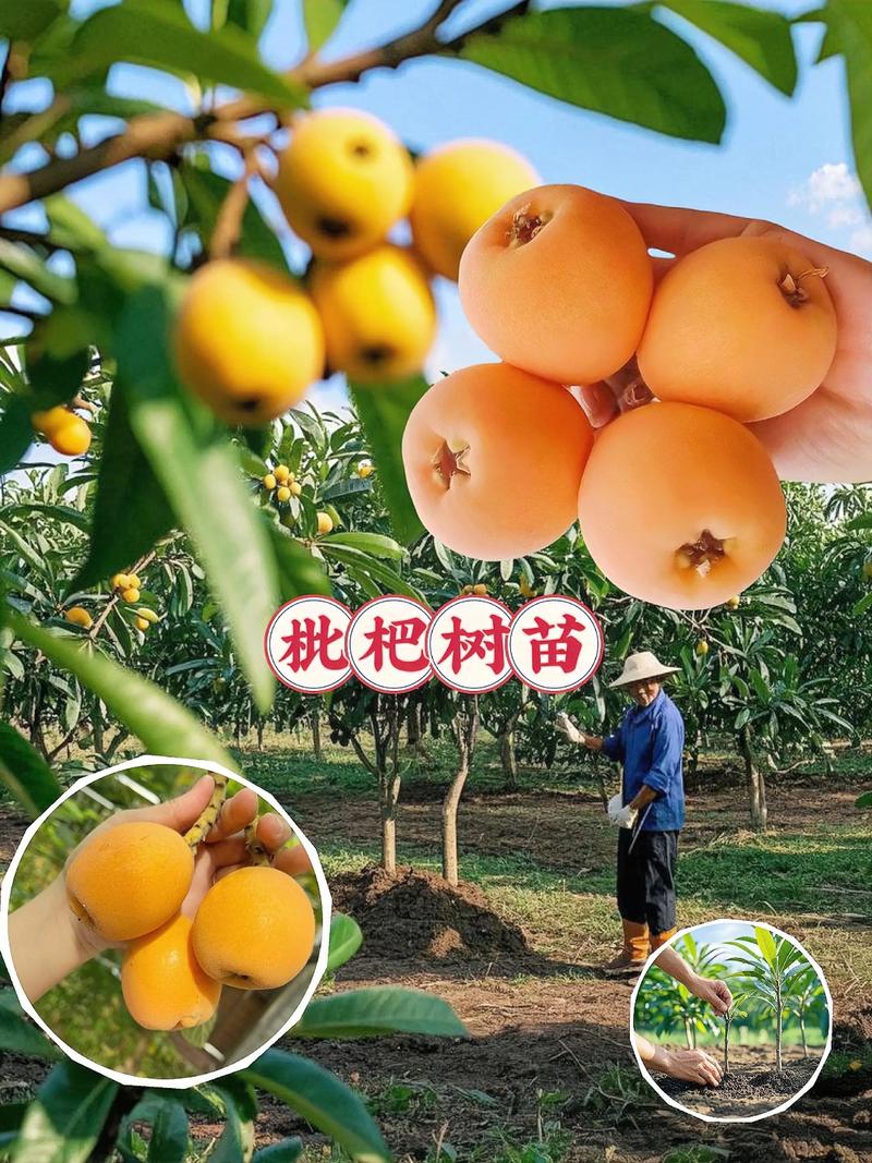 枇杷树15公分价格多少钱?2026年市场报价分析 如何获得精准报价?
