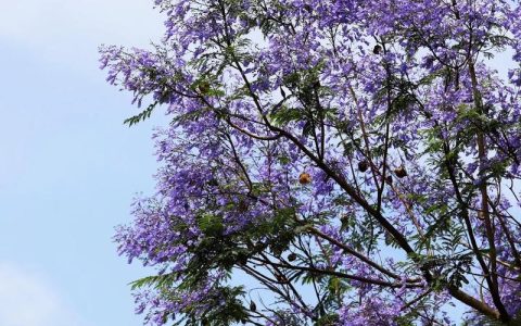 蓝花楹价格参考：规格、产地、季节与运输成本全解析