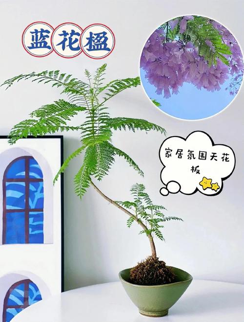 蓝花楹价格参考:规格、产地、季节与运输成本全解析 产地与物流成本解析