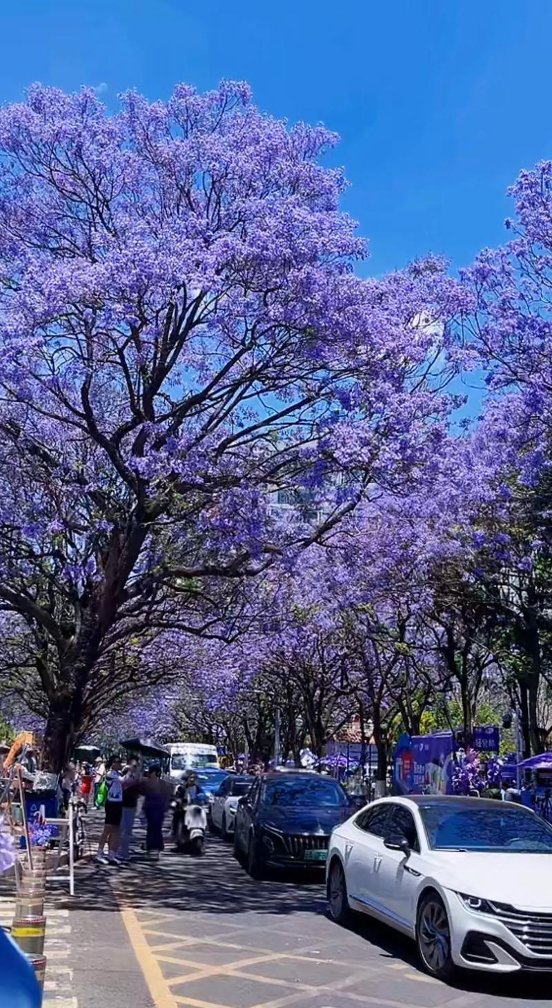 蓝花楹价格参考:规格、产地、季节与运输成本全解析 季节性行情波动