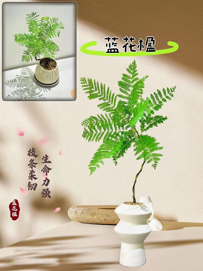 蓝花楹价格参考:规格、产地、季节与运输成本全解析 采购数量与报价策略
