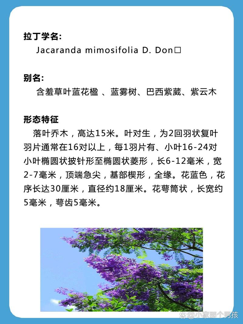 蓝花楹价格参考:规格、产地、季节与运输成本全解析 咨询指南:如何获取精准报价?