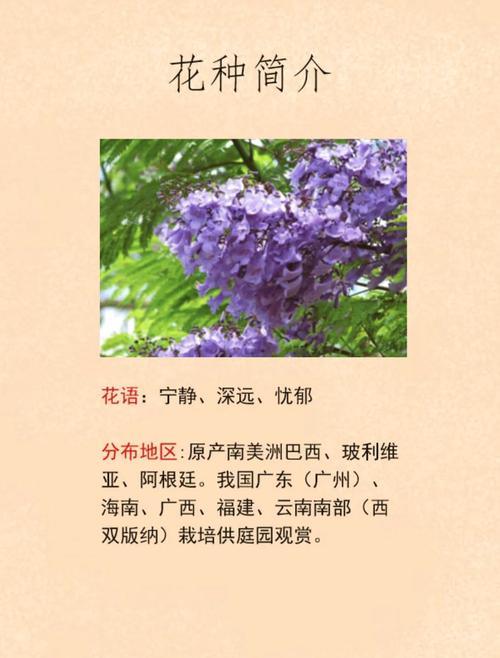 蓝花楹价格参考:规格、产地、季节与运输成本全解析 常见问题 (FAQ)