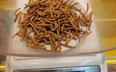 40根冬虫夏草多少克？从园艺视角看虫草重量与种植奥秘