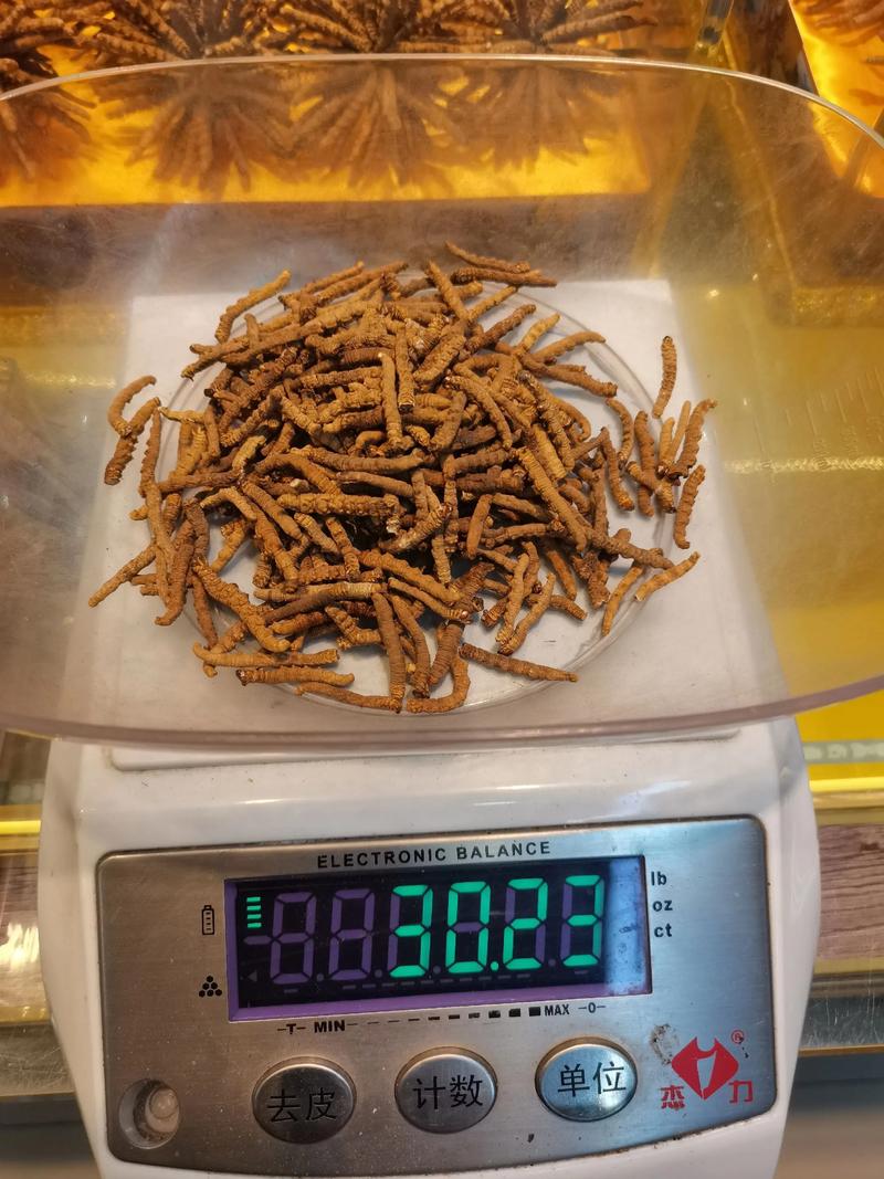 40根冬虫夏草多少克?从园艺视角看虫草重量与种植奥秘 40根冬虫夏草多少克?从园艺视角看虫草重量与种植奥秘