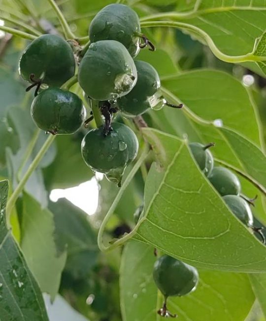 乌桕树果实的多种用途