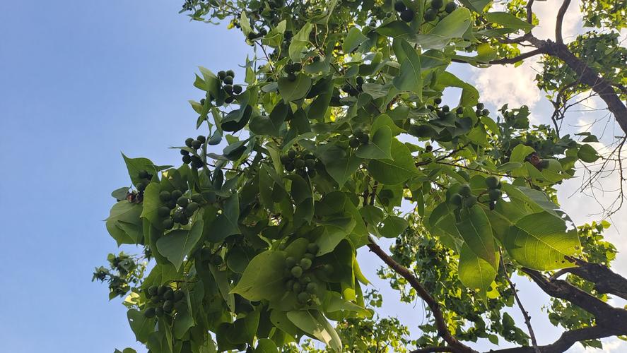 乌桕树果实的多种用途 园林观赏价值