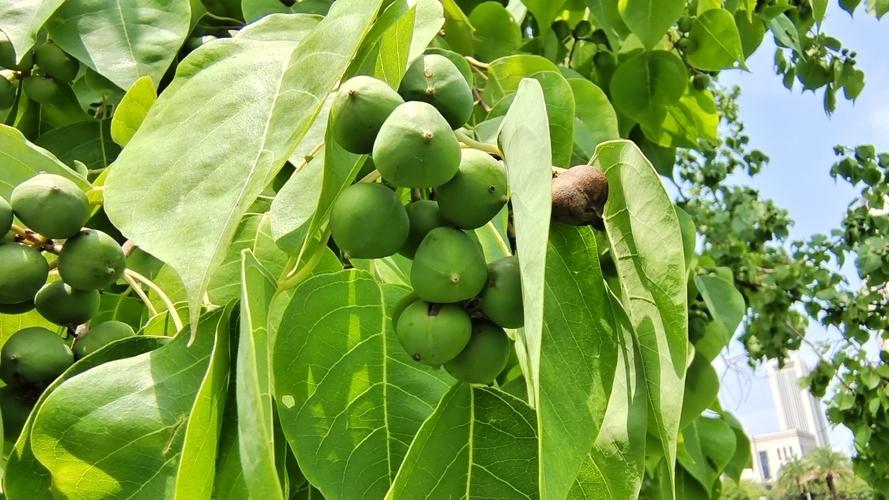 乌桕树果实的多种用途 结语