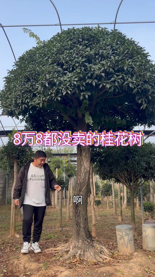 40年桂花树价格多少?2024年市场行情与影响因素全解析 产地:区域差异影响成本(产地)