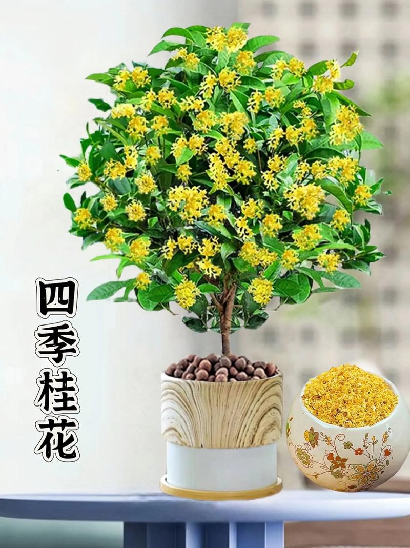 40年桂花树价格多少?2024年市场行情与影响因素全解析 数量:采购规模决定单价(数量)