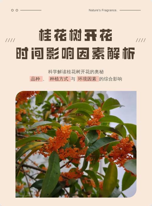 40年桂花树价格多少?2024年市场行情与影响因素全解析 咨询指南